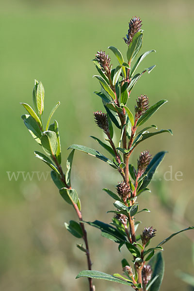 Kriech-Weide (Salix repens)