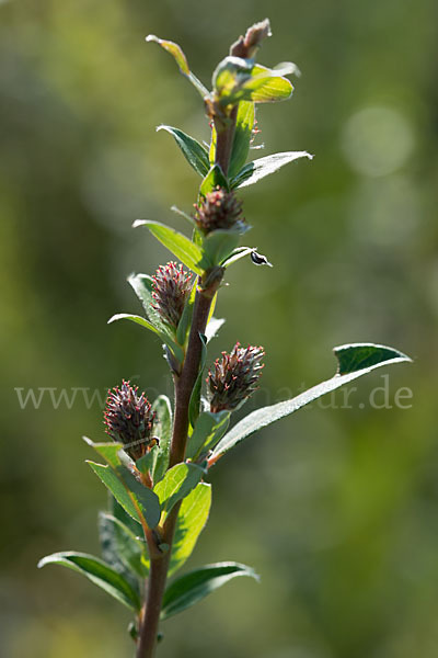 Kriech-Weide (Salix repens)