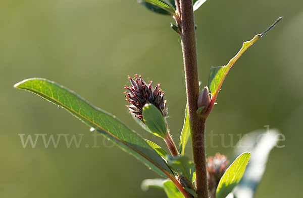 Kriech-Weide (Salix repens)