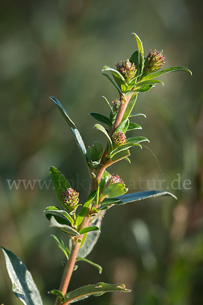Kriech-Weide (Salix repens)