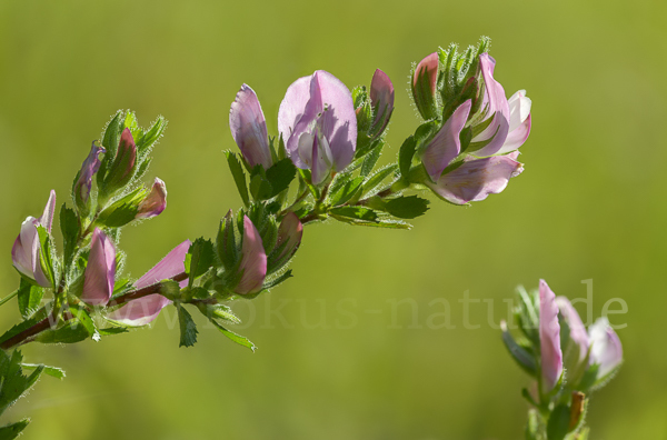 Kriechende Hauhechel (Ononis repens)