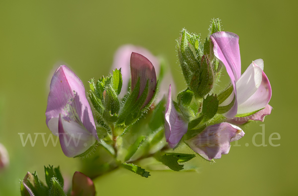 Kriechende Hauhechel (Ononis repens)