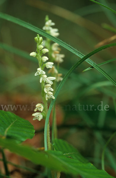 Kriechende Netzblatt (Goodyera repens)