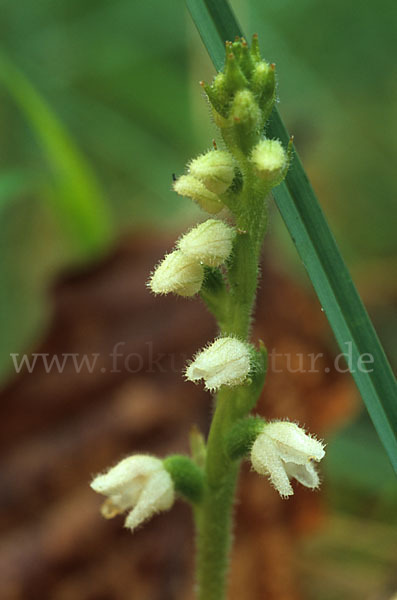 Kriechende Netzblatt (Goodyera repens)