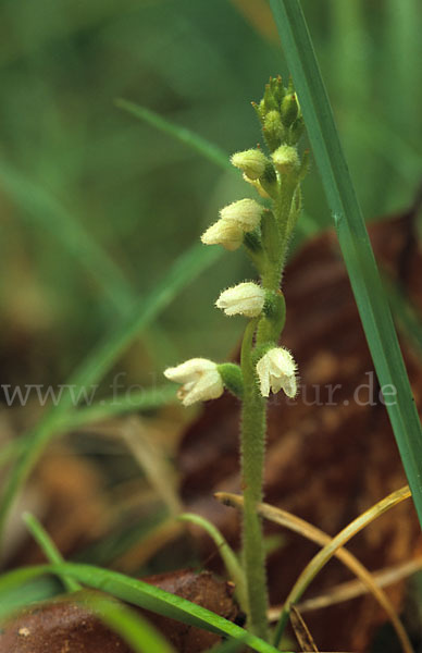 Kriechende Netzblatt (Goodyera repens)