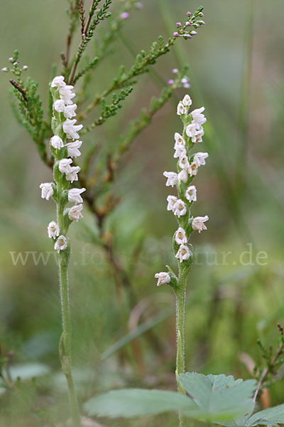 Kriechende Netzblatt (Goodyera repens)