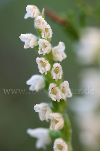 Kriechende Netzblatt (Goodyera repens)