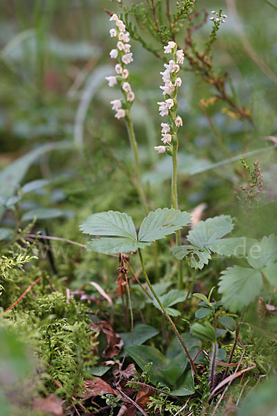 Kriechende Netzblatt (Goodyera repens)