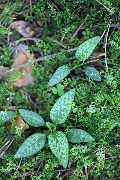 Kriechende Netzblatt (Goodyera repens)