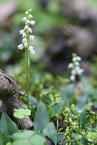 Kriechende Netzblatt (Goodyera repens)