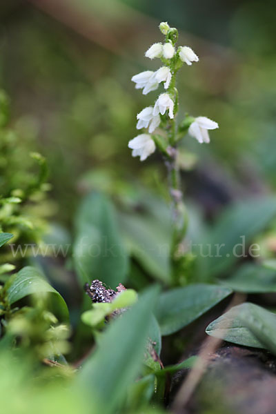 Kriechende Netzblatt (Goodyera repens)