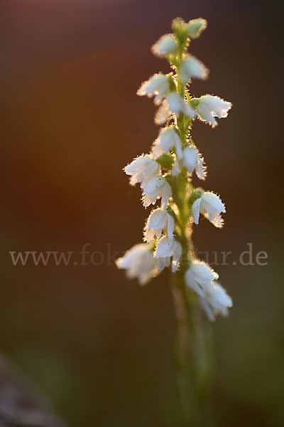 Kriechende Netzblatt (Goodyera repens)