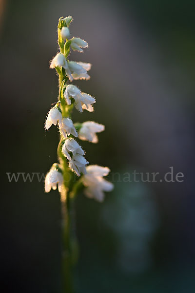 Kriechende Netzblatt (Goodyera repens)