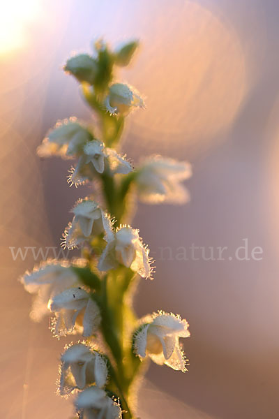 Kriechende Netzblatt (Goodyera repens)