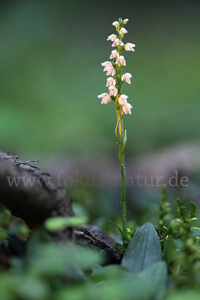 Kriechende Netzblatt (Goodyera repens)