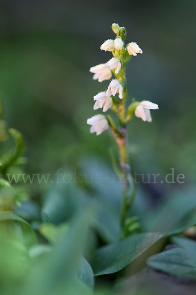 Kriechende Netzblatt (Goodyera repens)