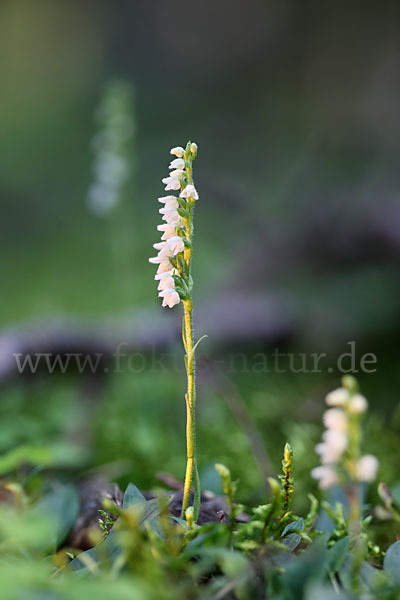 Kriechende Netzblatt (Goodyera repens)