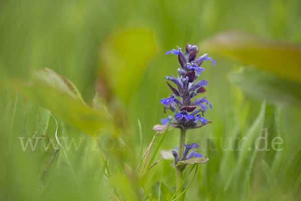 Kriechender Günsel (Ajuga reptans)