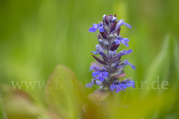 Kriechender Günsel (Ajuga reptans)