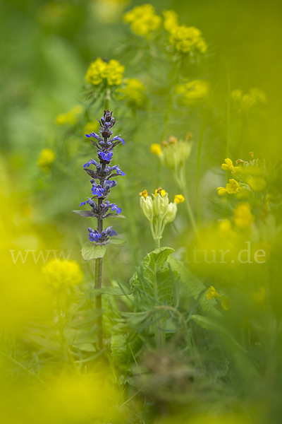 Kriechender Günsel (Ajuga reptans)