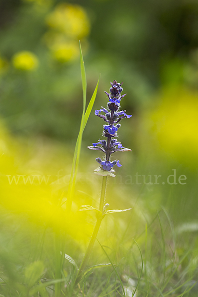 Kriechender Günsel (Ajuga reptans)