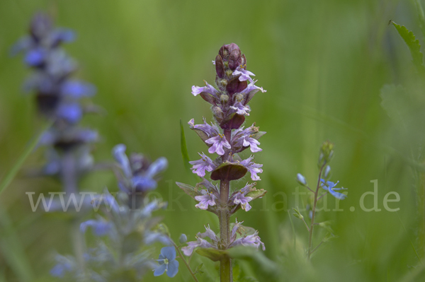 Kriechender Günsel (Ajuga reptans)