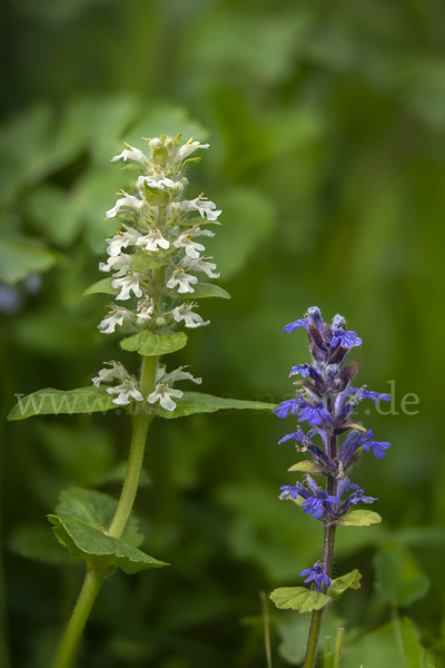 Kriechender Günsel (Ajuga reptans)