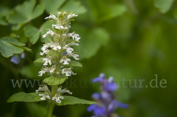 Kriechender Günsel (Ajuga reptans)