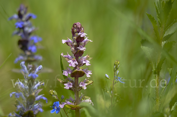 Kriechender Günsel (Ajuga reptans)