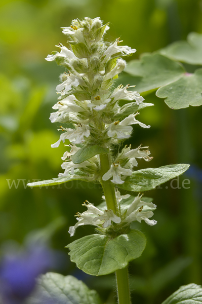 Kriechender Günsel (Ajuga reptans)