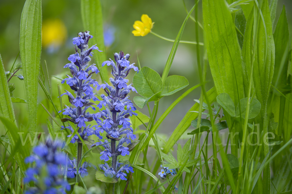 Kriechender Günsel (Ajuga reptans)