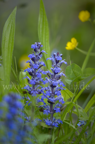 Kriechender Günsel (Ajuga reptans)