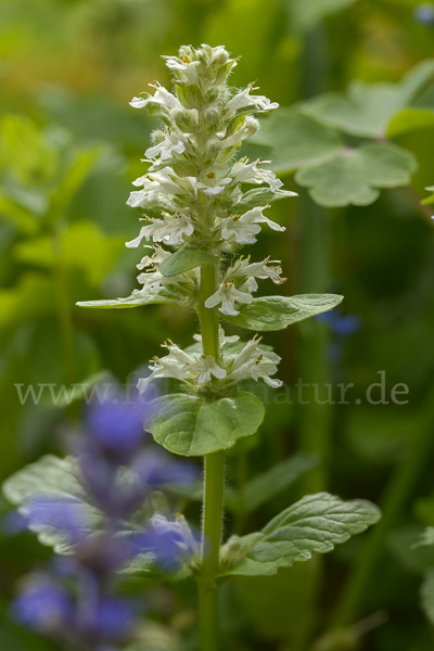 Kriechender Günsel (Ajuga reptans)