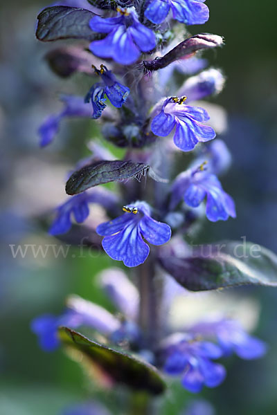 Kriechender Günsel (Ajuga reptans)