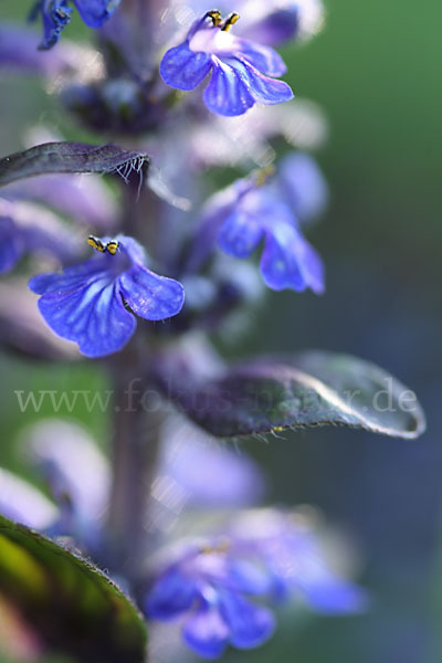 Kriechender Günsel (Ajuga reptans)