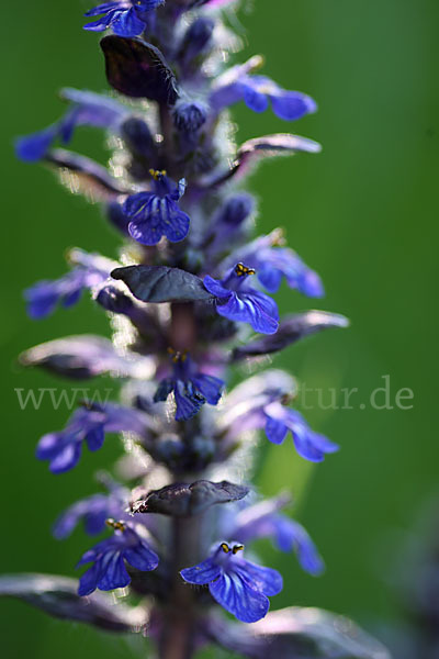 Kriechender Günsel (Ajuga reptans)