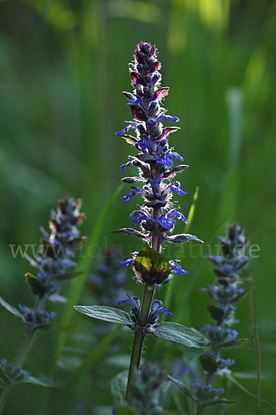 Kriechender Günsel (Ajuga reptans)