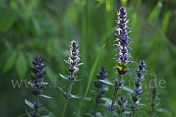 Kriechender Günsel (Ajuga reptans)