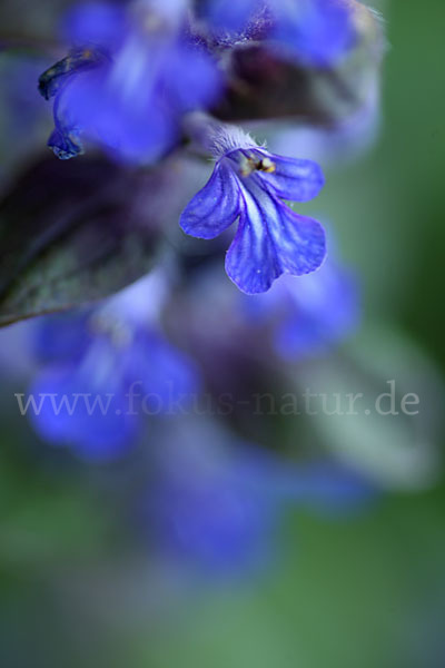 Kriechender Günsel (Ajuga reptans)