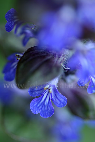 Kriechender Günsel (Ajuga reptans)