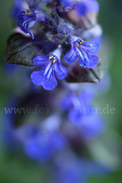 Kriechender Günsel (Ajuga reptans)