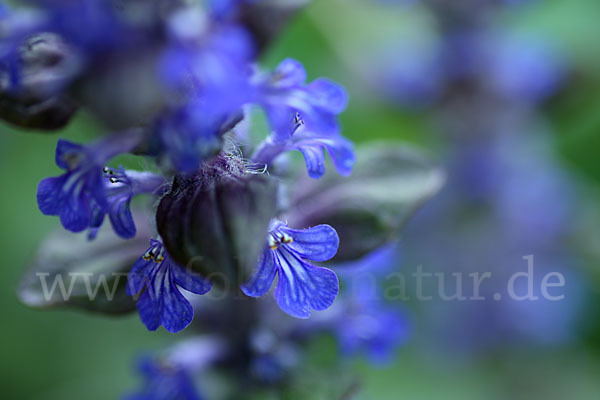 Kriechender Günsel (Ajuga reptans)