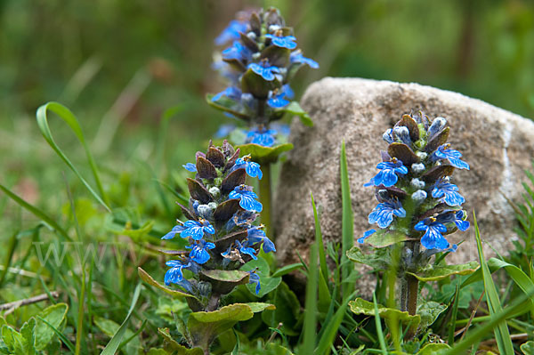 Kriechender Günsel (Ajuga reptans)