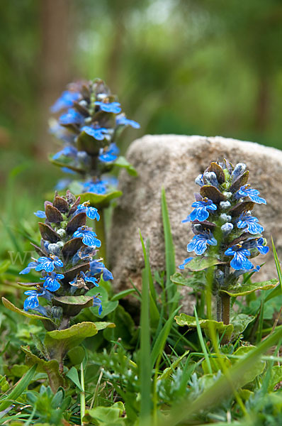 Kriechender Günsel (Ajuga reptans)