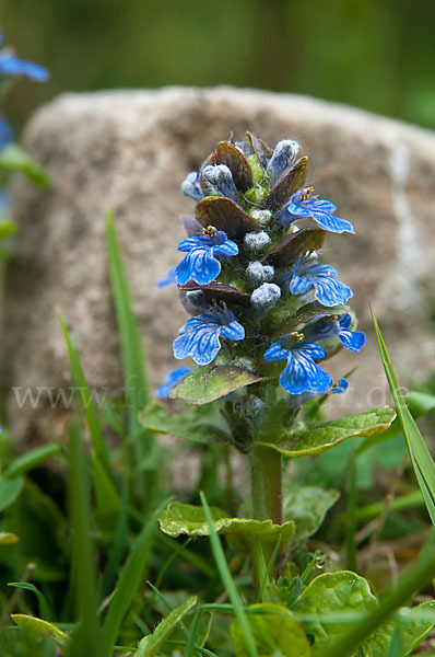 Kriechender Günsel (Ajuga reptans)