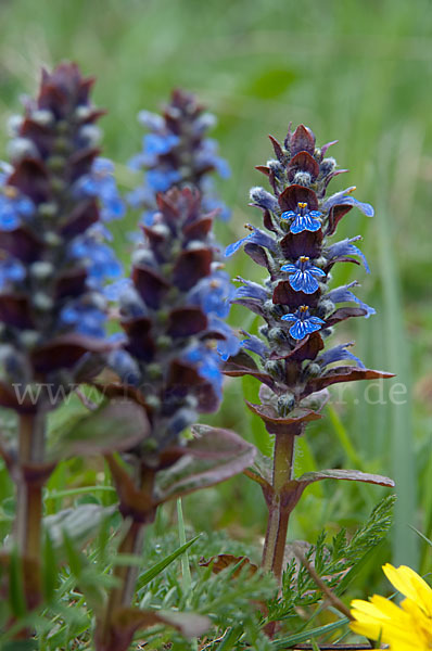 Kriechender Günsel (Ajuga reptans)