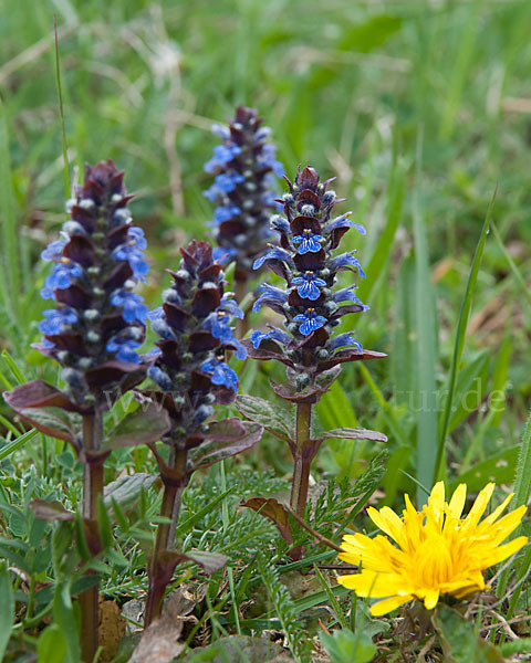 Kriechender Günsel (Ajuga reptans)