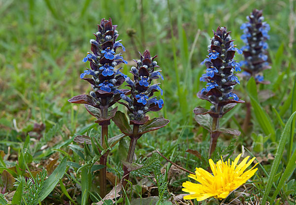 Kriechender Günsel (Ajuga reptans)