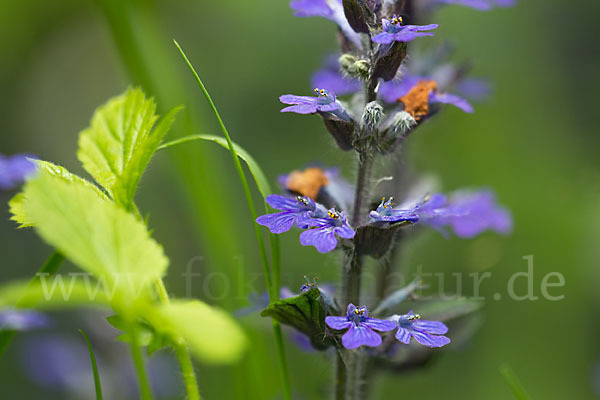 Kriechender Günsel (Ajuga reptans)