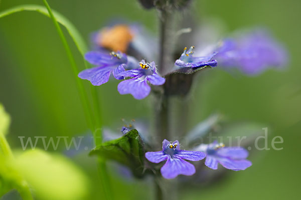 Kriechender Günsel (Ajuga reptans)